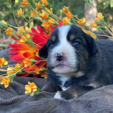 Australian Shepherd Puppy BOO