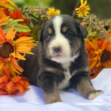 Australian Shepherd Puppy Boo