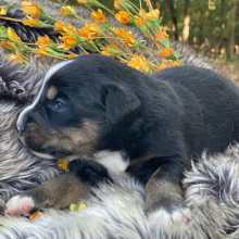 Australian Shepherd Puppy Hitch