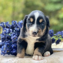 Australian Shepherd Puppy Hitch