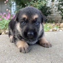 German Shepherd Dog Puppy Iris