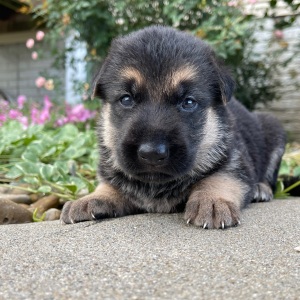 German Shepherd Dog Puppy Iris