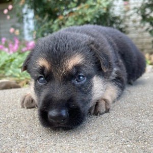 German Shepherd Dog Puppy Iris