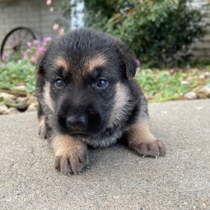 German Shepherd Dog Puppy Iris