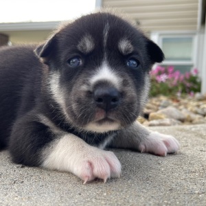 Siberian Husky Puppy Jamie