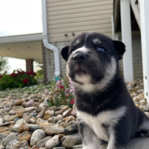 Siberian Husky Puppy Jamie