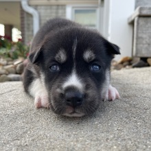 Siberian Husky Puppy Jamie