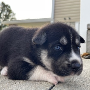 Siberian Husky Puppy Jamie