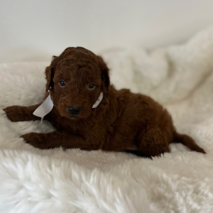 Goldendoodle Puppy Red Berry