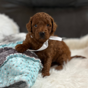 Goldendoodle Puppy Red Berry