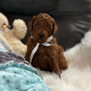 Goldendoodle Puppy Red Berry