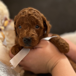 Goldendoodle Puppy Red Berry