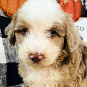 Aussiedoodle Puppy Promise