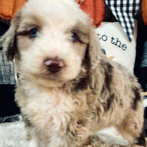 Aussiedoodle Puppy Promise
