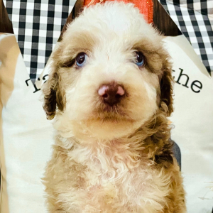 Aussiedoodle Puppy Promise