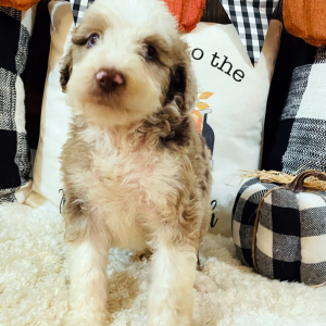 Aussiedoodle Puppy Promise