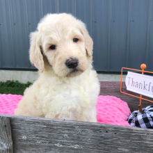 Labradoodle Puppy Daisy