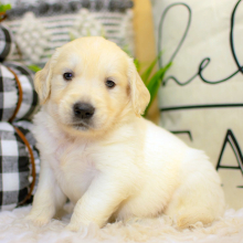 Golden Retriever Puppy Denton