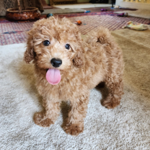 Labradoodle Puppy Teddy