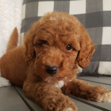 Goldendoodle Puppy Radley
