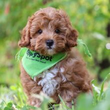 Goldendoodle Puppy Lando