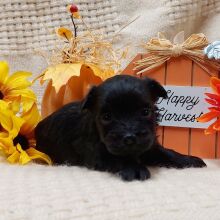 Maltipoo Puppy Luca