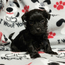 Maltipoo Puppy Luca