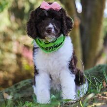 Poodle Puppy Jolena