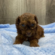 Havapoo Puppy Bob