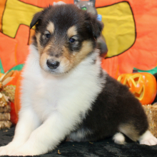 Collie Puppy June