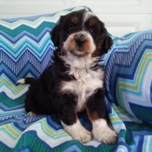 Bernedoodle Puppy Tessa