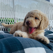 Labradoodle Puppy Luke