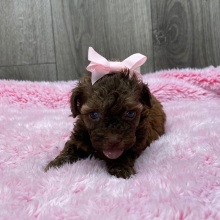 Havapoo Puppy Barley