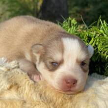 Pomsky Puppy Espresso
