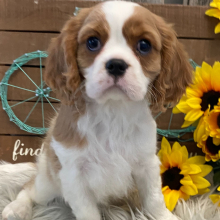 Cavalier King Charles Spaniel Puppy Libby