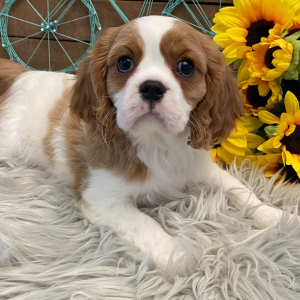 Cavalier King Charles Spaniel Puppy Libby