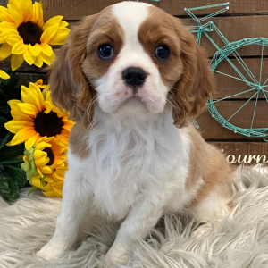 Cavalier King Charles Spaniel Puppy Libby