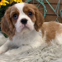 Cavalier King Charles Spaniel Puppy Libby