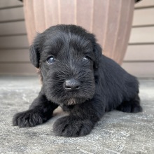 Miniature Schnauzer Puppy Luke