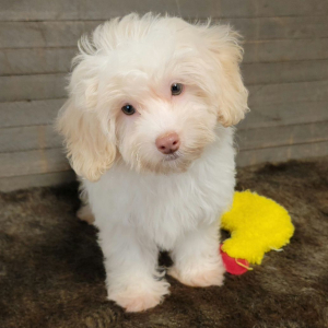 Maltipoo Puppy Angel