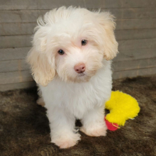 Maltipoo Puppy Angel
