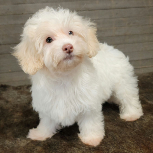 Maltipoo Puppy Angel