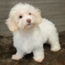 Maltipoo Puppy Angel