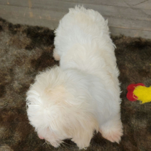 Maltipoo Puppy Angel