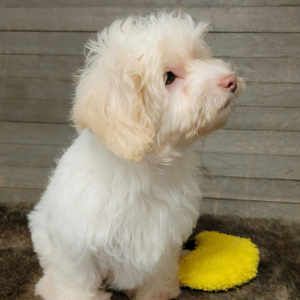 Maltipoo Puppy Angel