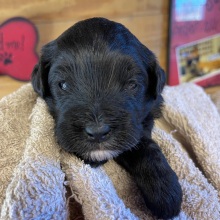 Aussiedoodle Puppy Luke