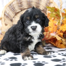 Cockapoo Puppy Bear