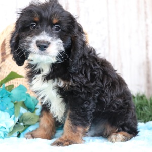 Cockapoo Puppy Bear