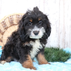 Cockapoo Puppy Bear