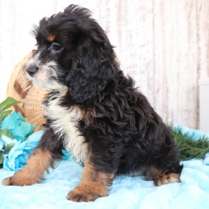 Cockapoo Puppy Bear